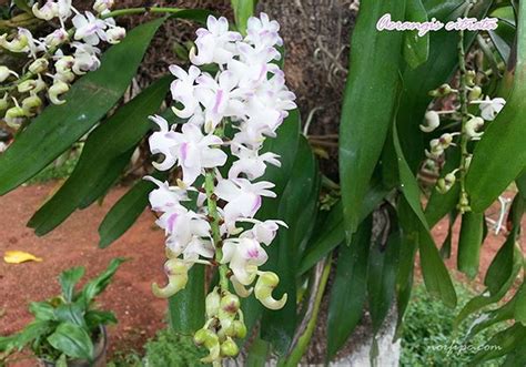 Details 100 Orquideas Silvestres Blancas Abzlocal Mx