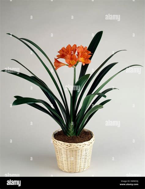 Bush Lily Clivia Miniata Amaryllidaceae Stock Photo Alamy