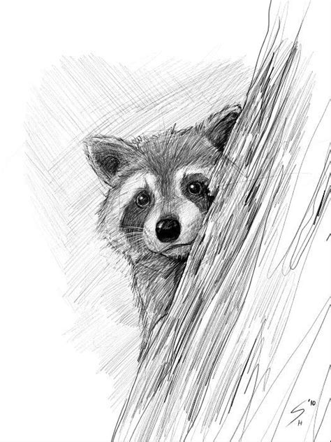 How To Draw A Realistic Raccoon