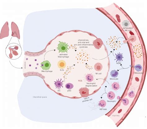 Innate Immune Response In Sars Cov Infected Lung Aerosolized Uptake