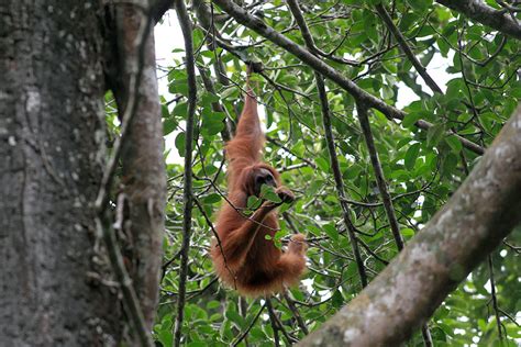 Begini Kondisi Orangutan Sumatera Yang Dilepasliarkan Di Hutan Leuser