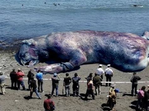 Giant Sea Monster Found