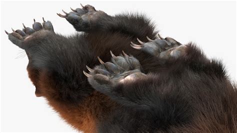 3D Wolverine Dark Color Fur Rigged - TurboSquid 2160468