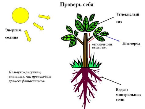 Рассмотрите рисунки на которых изображены схемы соцветий