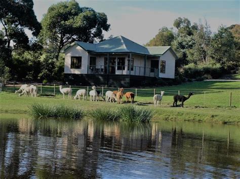 Adults Only Farm Retreat near Melbourne & Yarra - Raynella Alpaca Farm