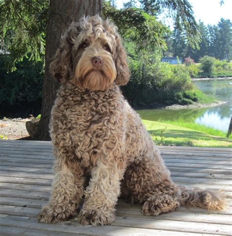 Our Australian Labradoodle Dogs — Bayside Labradoodles