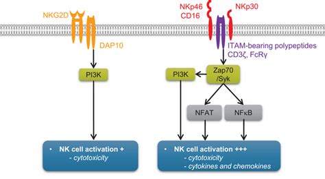 Highlights Of The Signaling Pathways Linked To The Engagement Of Nk