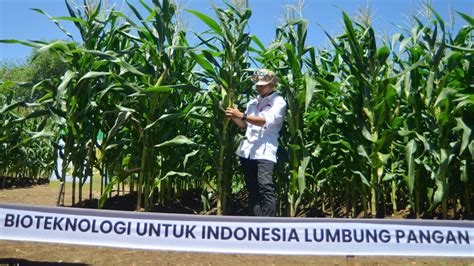 Benih Jagung Bioteknologi Dengan Keunggulan Ganda Dongkrak Penghasilan