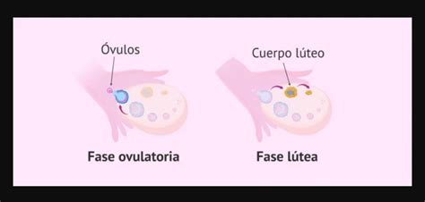 What Is The Corpus Luteum