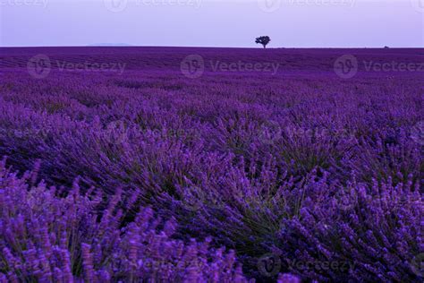 colorful sunset at lavender field 10372111 Stock Photo at Vecteezy