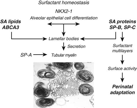 Surfactant Homeostasis Composition And Function Of Pulmonary Surfactant Lipids And Proteins