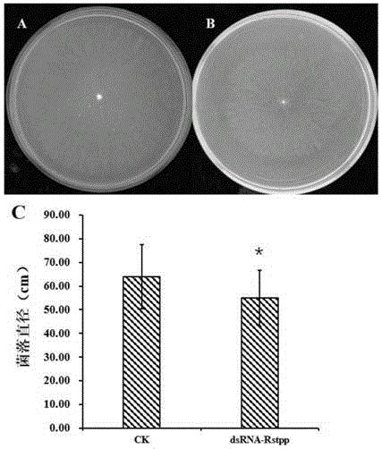 一种水稻纹枯病菌致病相关基因及其应用的制作方法