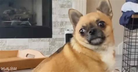 Chunky Chihuahua Makes Sad Face When Mom Discusses Diet” Madly Odd