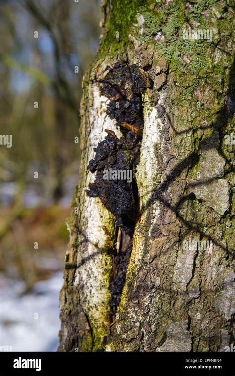 Medicinal Chaga Mushroom Or Inonotus Obliquus On A Birch Tree Stock