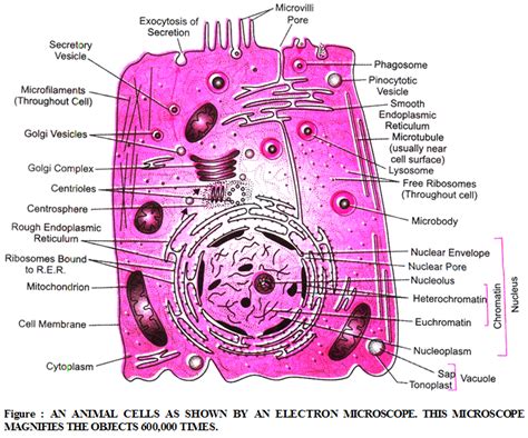 Which Components form the Structure of the Plasma Membrane - CBSE Library