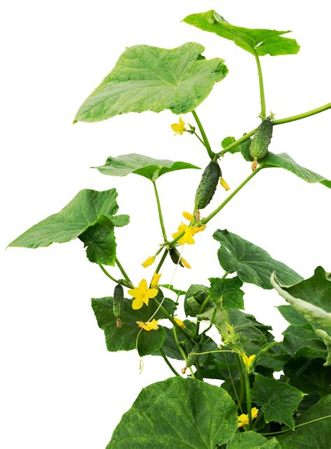 Premium Photo | Cucumber plant Cucumber with leafs and flowers isolated ...