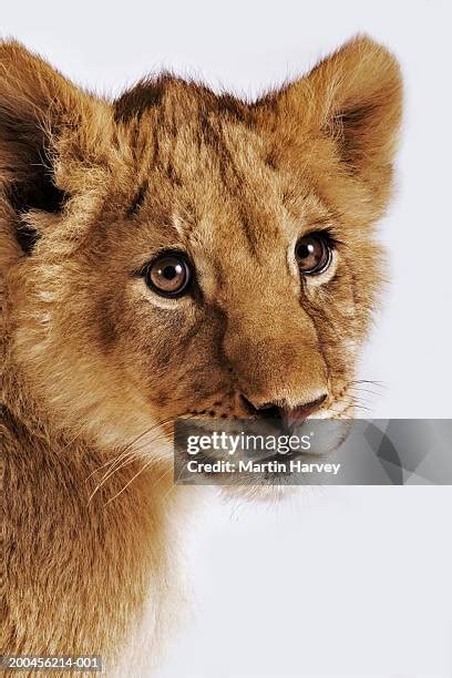 Lion Fur Texture Photos And Premium High Res Pictures Getty Images