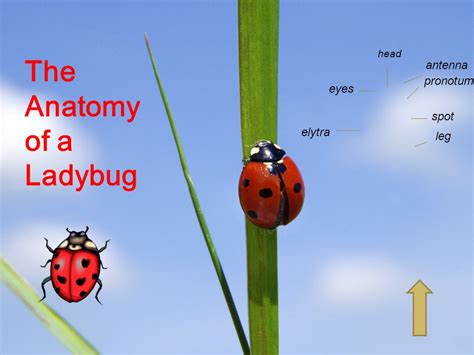 Ladybug Anatomy Diagram