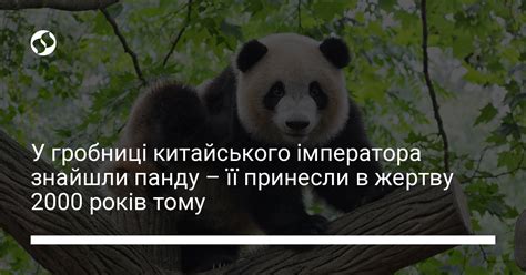 У гробниці китайського імператора знайшли панду – її принесли в жертву ...