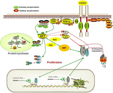 Yap Signaling Pathway