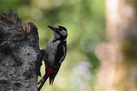 Specht Vogel Tier Kostenloses Foto Auf Pixabay