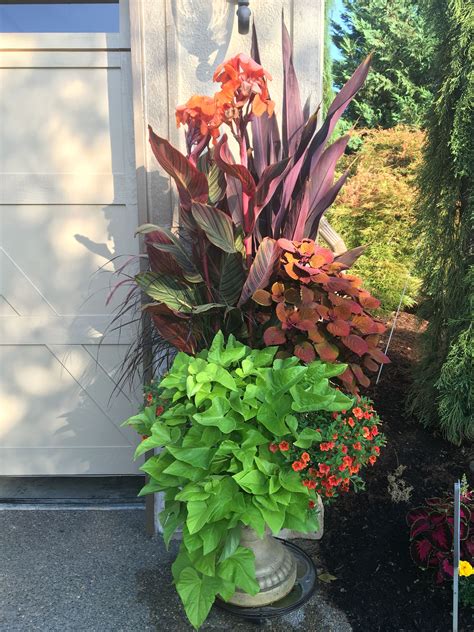 Canna Lilies Purple Fountain Grass Campfire Coleus Calibrachoa And