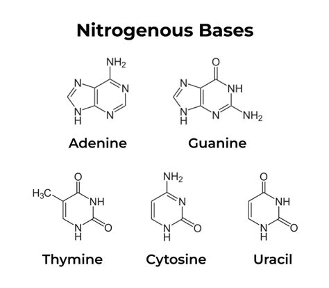 Biomolecules Structure And Types Of Biomolecules Geeksforgeeks