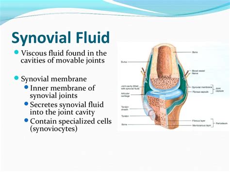 Synovial fluid