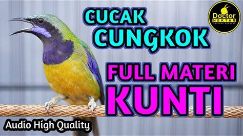 Cucak Cungkok Full Materi Kunti Audio Jelas Cocok Buat Masteran Murai