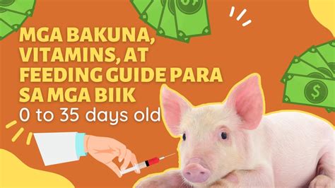 Mga Bakuna Vitamins At Feeds Para Sa Mga Biik To Days Old