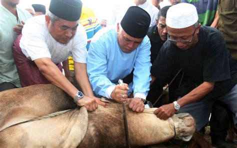 Kapan Waktu Penyembelihan Hewan Kurban Yang Paling Utama MOESLIM ID