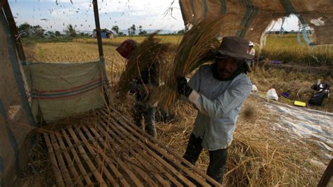 Foto El Nino Bikin Angka Ramalan Produksi Padi Turun