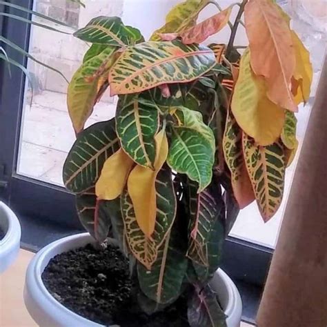 What Are The Common Croton Plant Diseases?