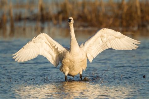 Season Of The Swan Roads End Naturalist