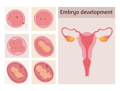 embryo development stages 5262541 Vector Art at Vecteezy