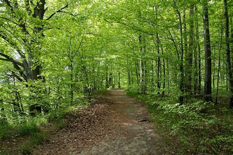 Deciduous Forest Plants List