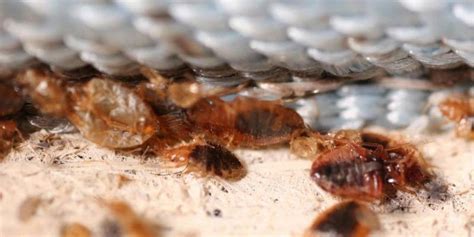 Prevent Bed Bugs. Don't Bring Them Home | Croach Pest Control