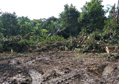 Fiscalização ambiental flagra corte de árvores sem autorização em Manaus