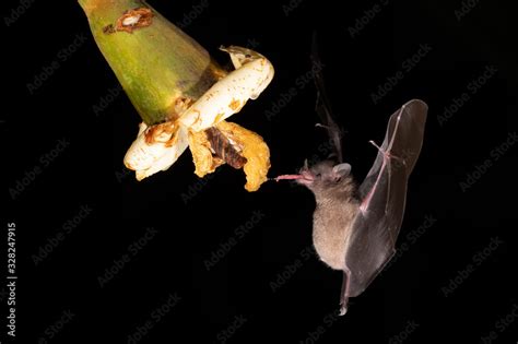 Foto De Lonchophylla Robusta Orange Nectar Bat The Bat Is Hovering And