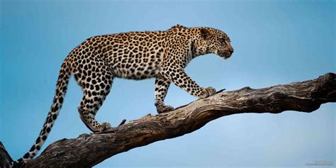 5 Fascinating Facts About The Leopard Panthera Pardus Safaribookings