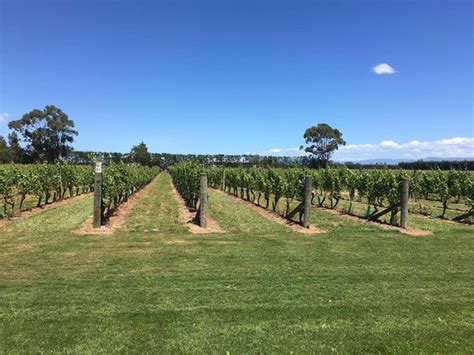 Martinborough Vineyard - 2021 All You Need to Know Before You Go (with Photos) - Martinborough ...