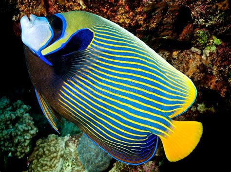 Pomacanthus Imperator - Angel Fish Imperator Stock Photo - Image: 17559150