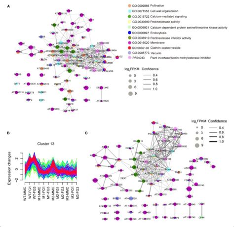 String Protein Protein Interaction Network A The String Analysis