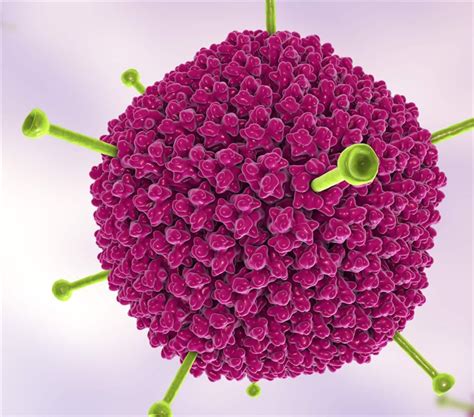 Fowl Adenovirus 9 (FAdV-9) Vaccine - Creative Biolabs