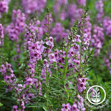 Angelonia Flower Garden Seeds - Serena - Annual - Pelleted - Free S&H