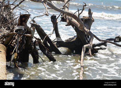 Bulls Island Boneyard Beach Stock Photo Alamy