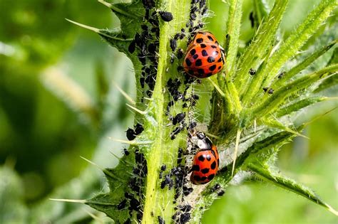 Eliminare I Pidocchi Delle Piante Ecco Come Risolvere Il Problema