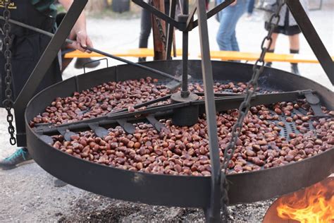 La 79ª Festa dei Marroni di Combai è alle porte Eventi Venetando