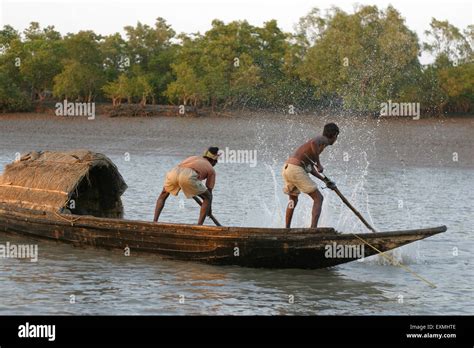 Fishermen Hitting Wooden Rafts In Water Sundarban National Park