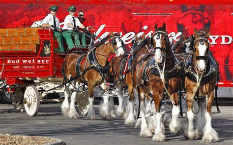 Meet The Budweiser Clydesdales At Cgx In Chesapeake